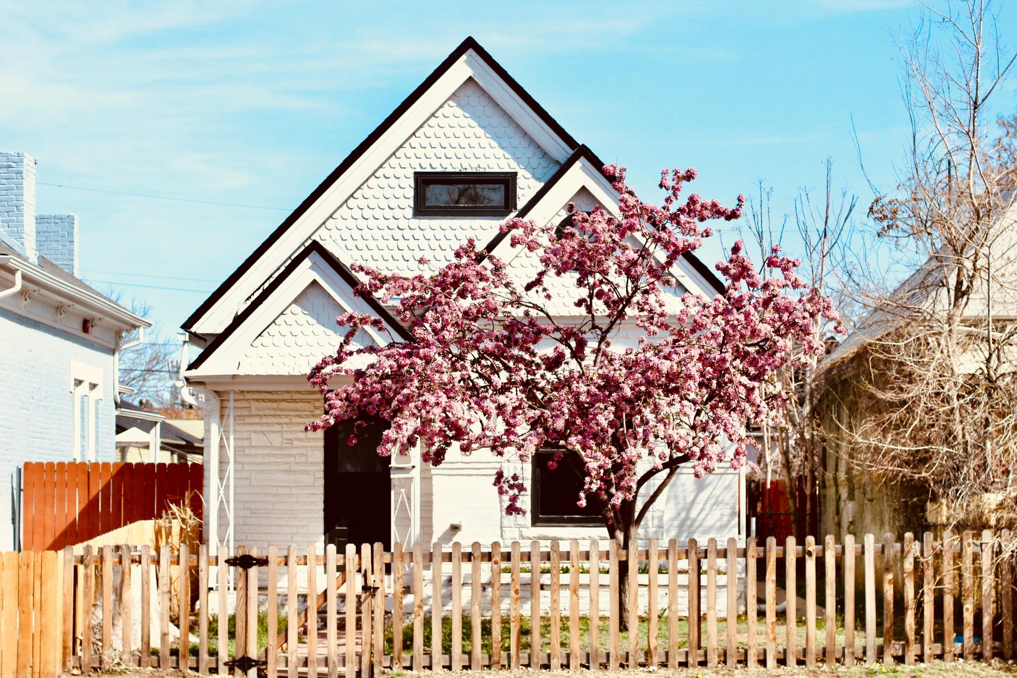 haus mit baum