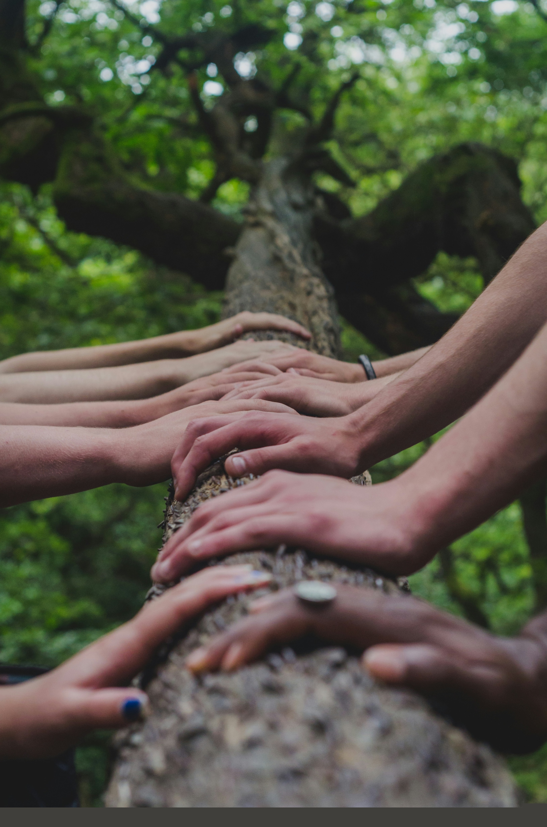 eine-gruppe-von-menschen-die-sich-auf-einem-baum-an-den-handen-halten